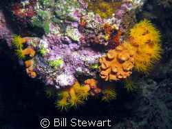 I'm still learning but I belive this is "Orange Cup Coral... by Bill Stewart 